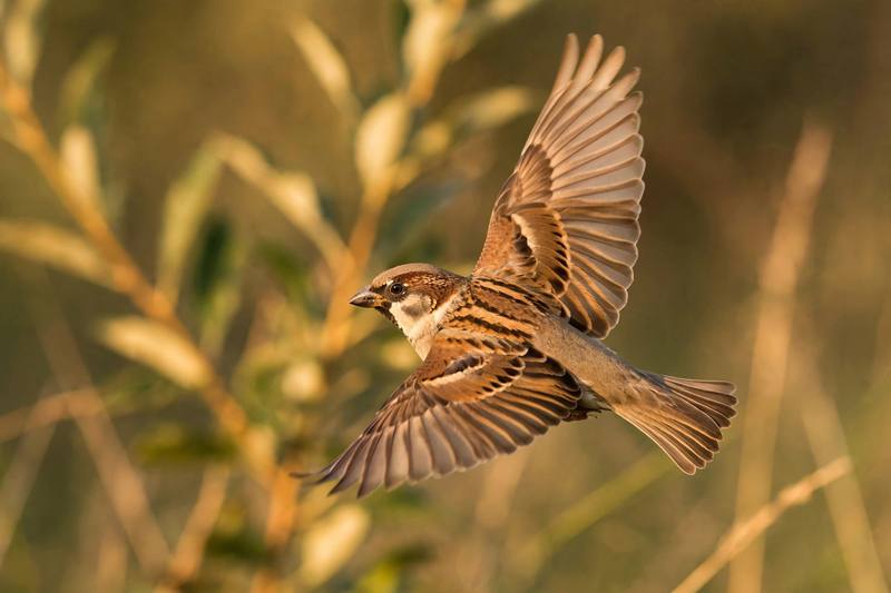 bird