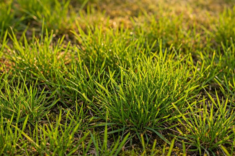 grass