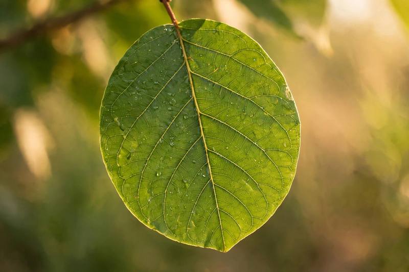 leaf