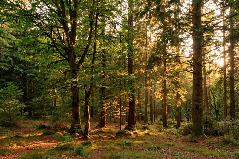forest