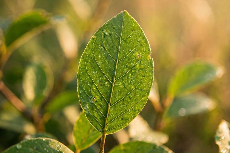 leaf