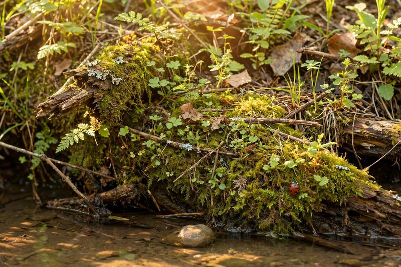 habitat