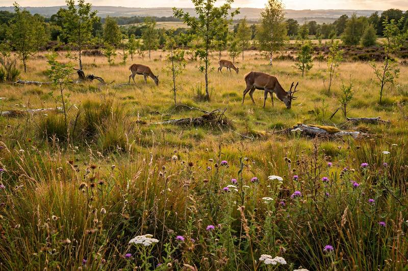 rewilding