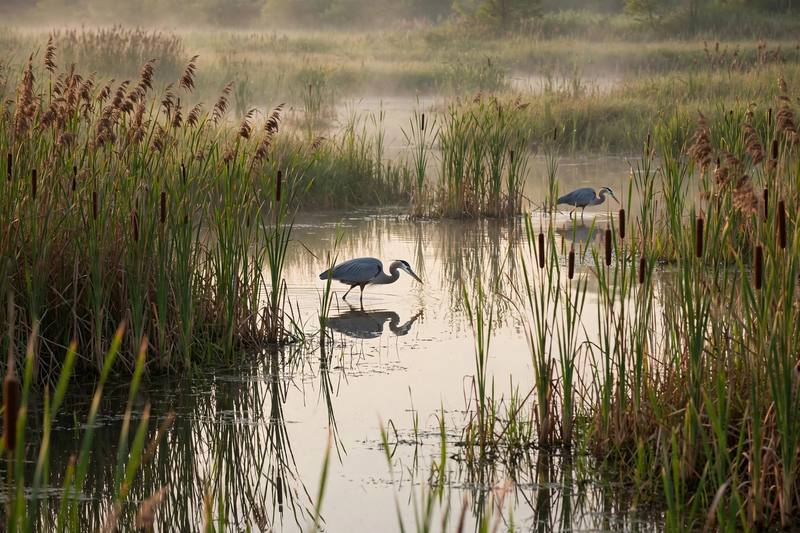 wetland