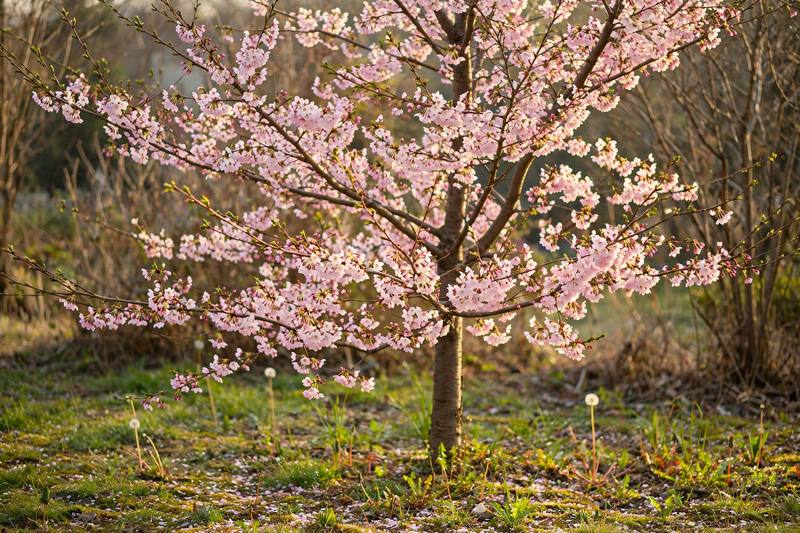 phenology