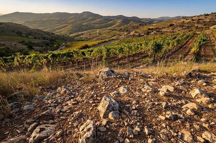 terroir
